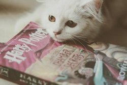 missaimalfoy