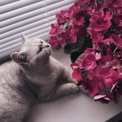 dramatico-por-natureza